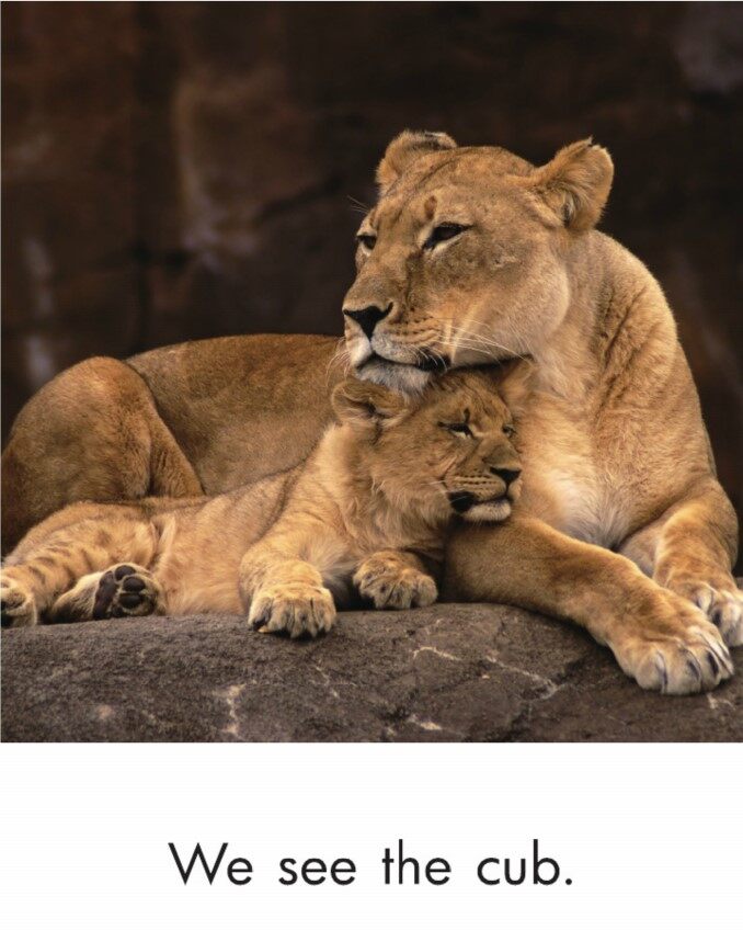 In the Grasslands绘本故事第4页