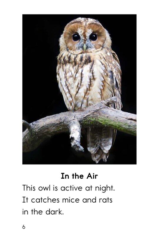 Night Animals绘本故事第5页