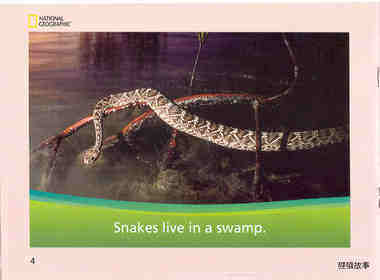 What Lives in a Swamp绘本故事第5页