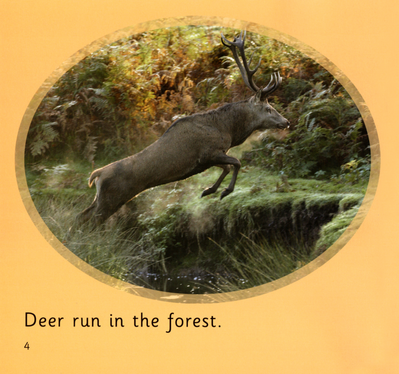 In the Forest绘本故事第4页