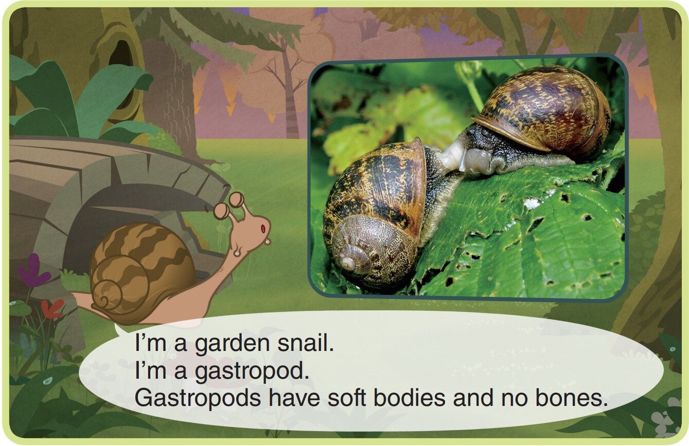 Garden Snail绘本故事第3页