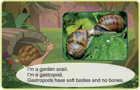 Garden Snail绘本故事第3页