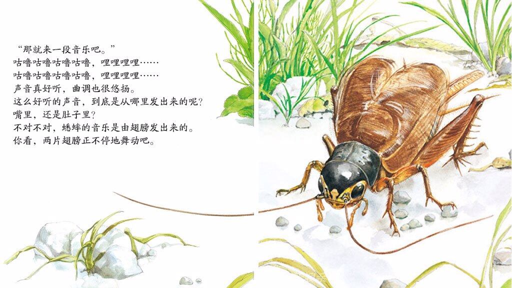 音乐演奏家蟋蟀绘本故事第5页