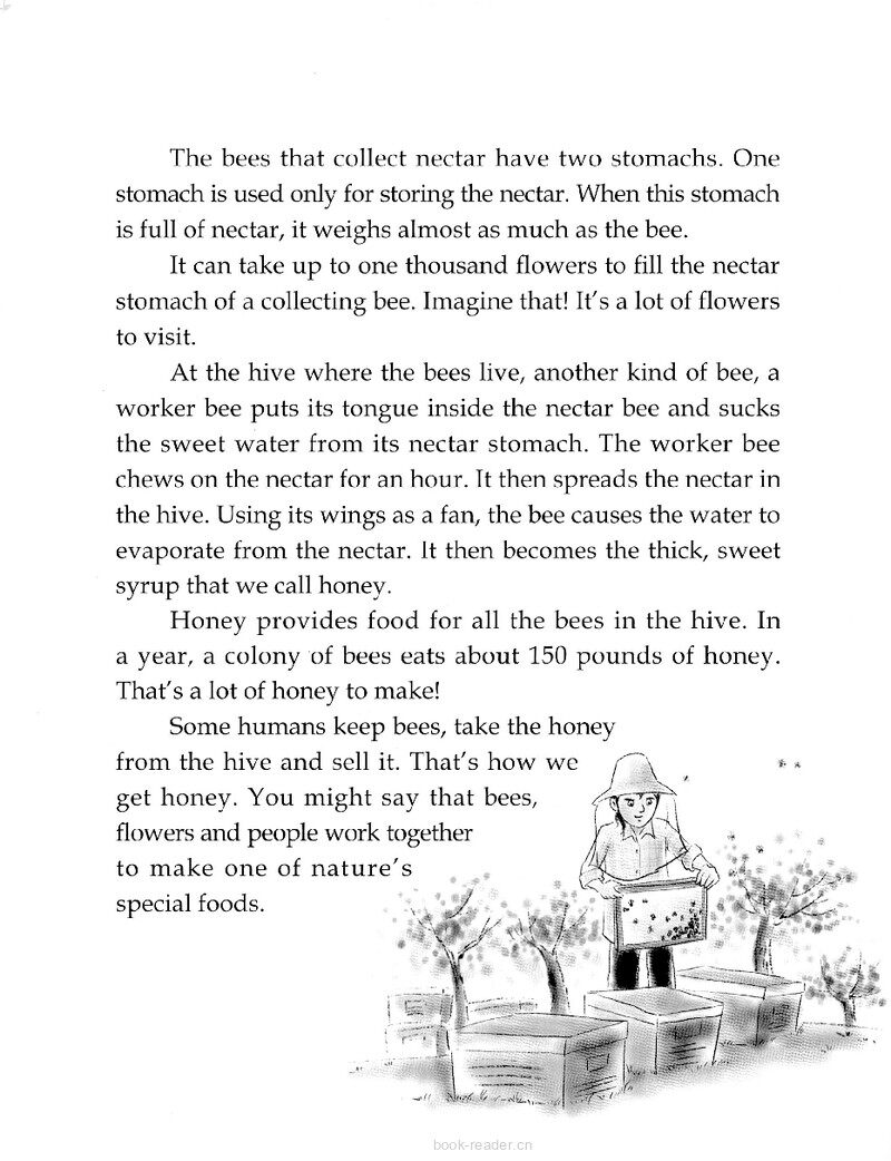 How Bees Make Honey绘本故事第3页