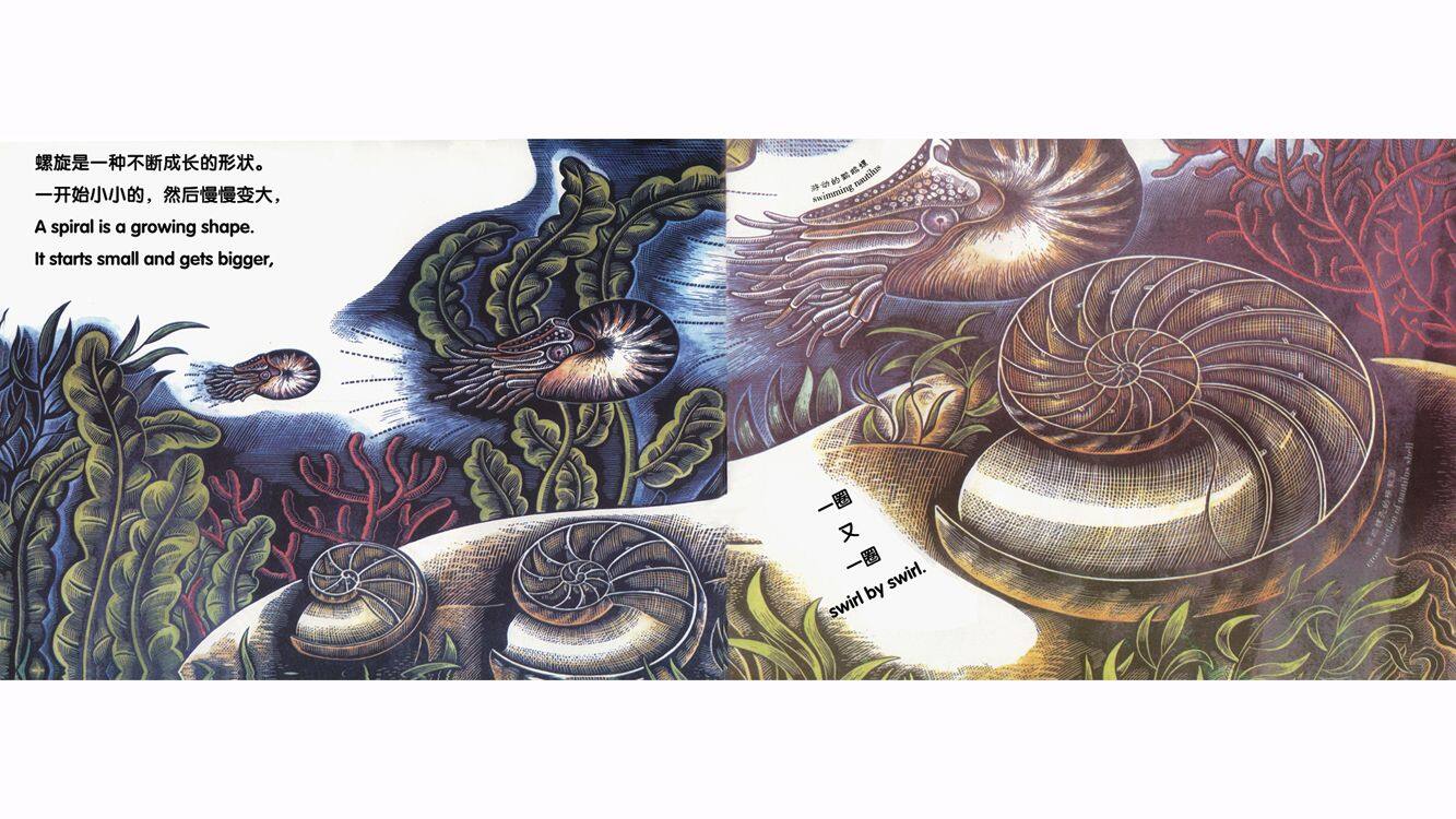 美丽的螺旋绘本故事第4页