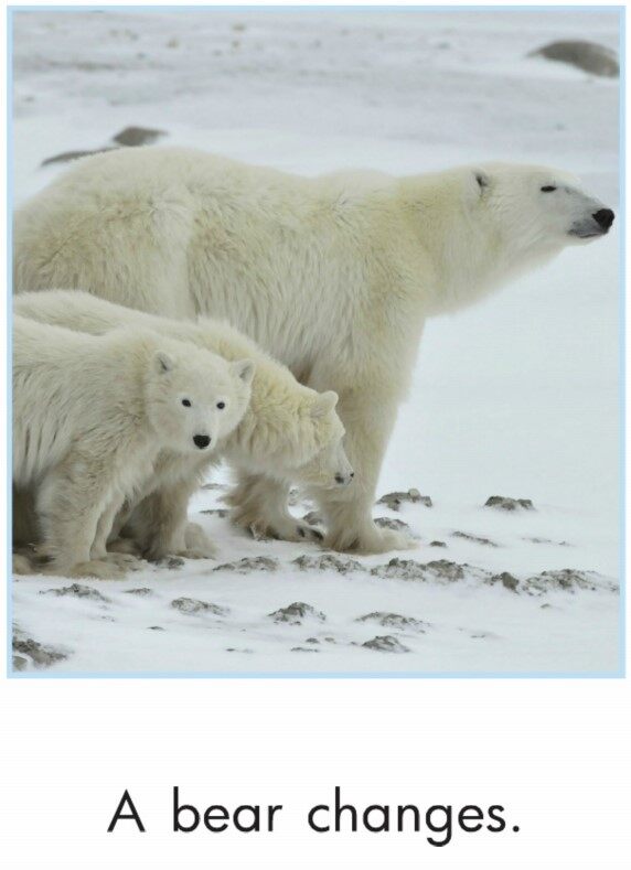 Animals Change绘本故事第5页