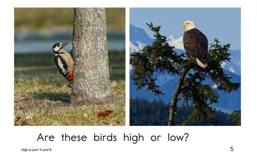 High or Low绘本故事第5页