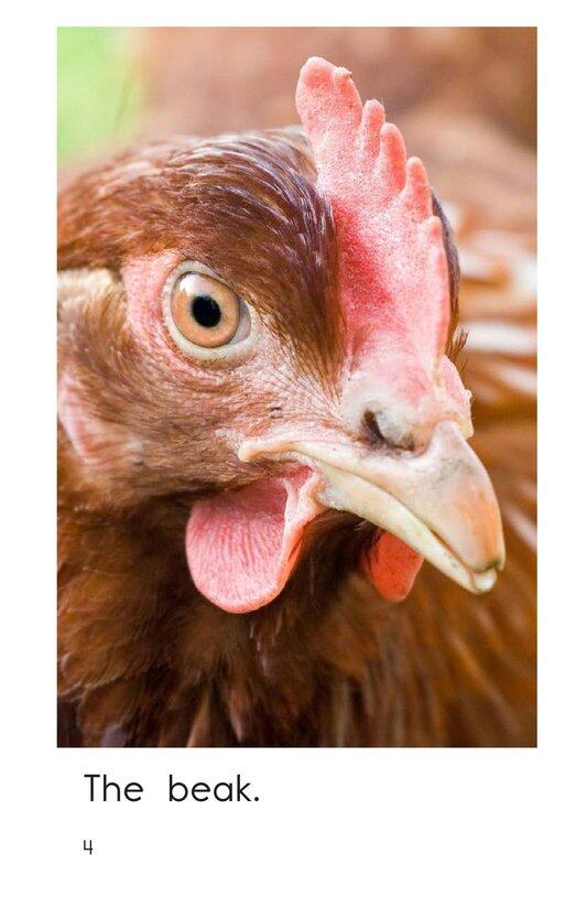The Chicken绘本故事第4页
