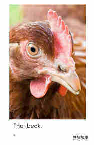 The Chicken绘本故事第4页