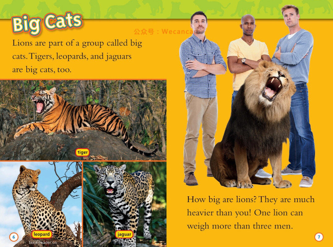 Lions绘本故事第4页