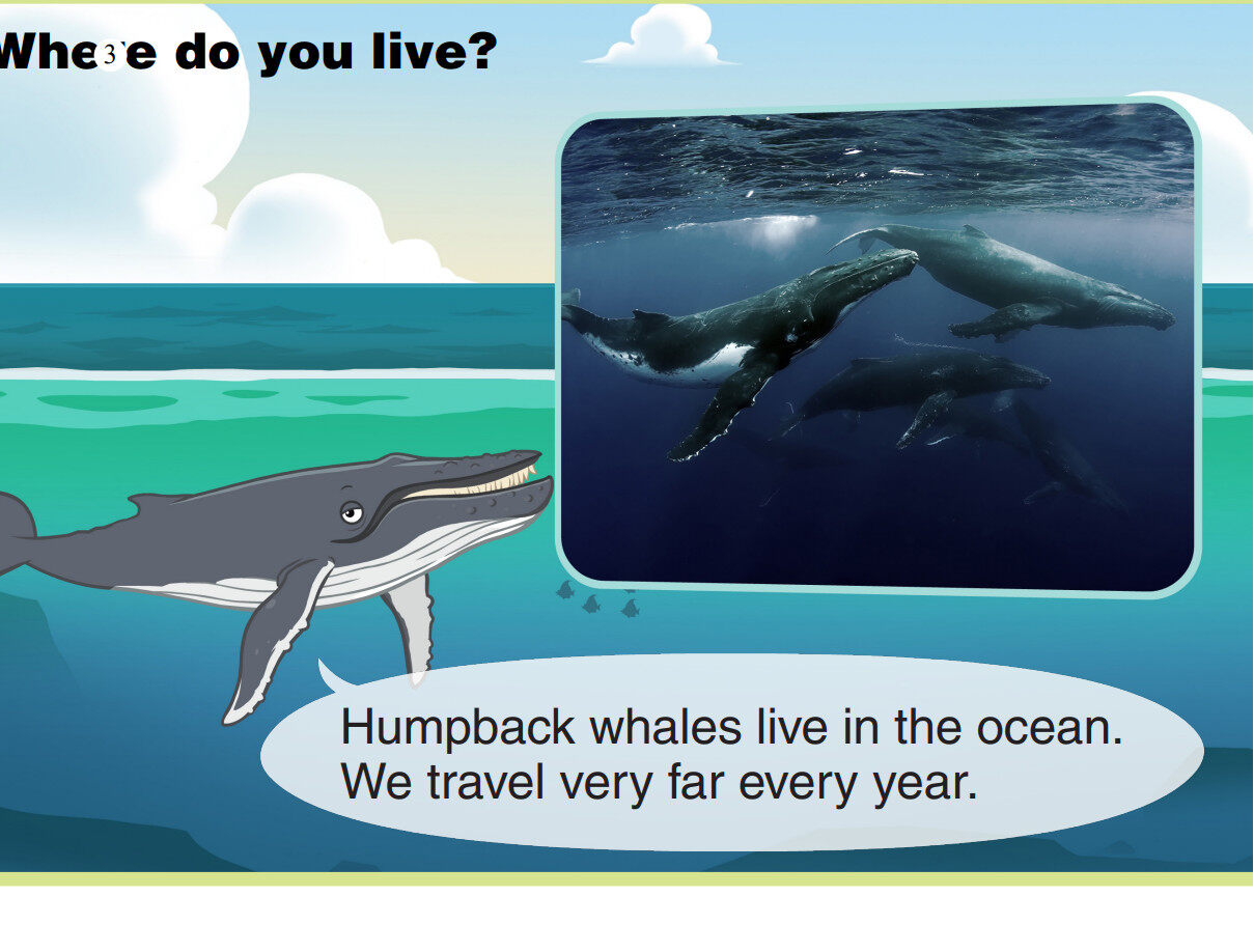 Humpback Whale绘本故事第4页