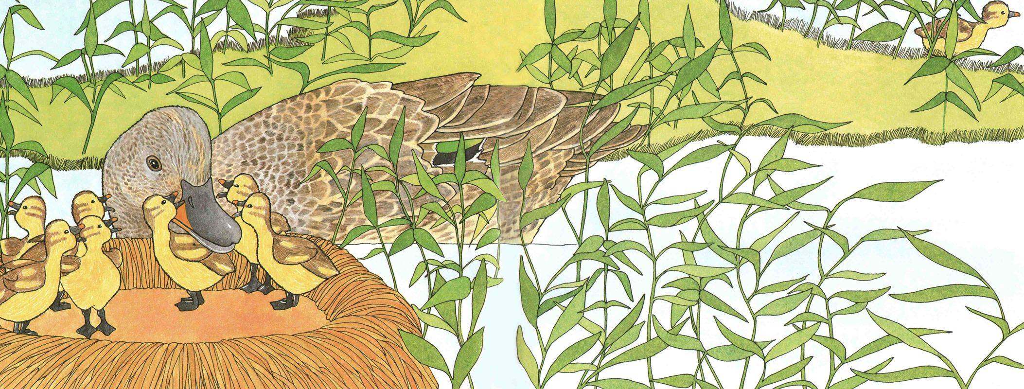 你看到我的小鸭了吗？绘本故事第4页