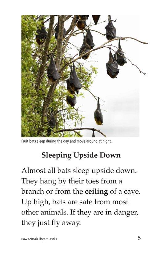 How Animals Sleep绘本故事第4页