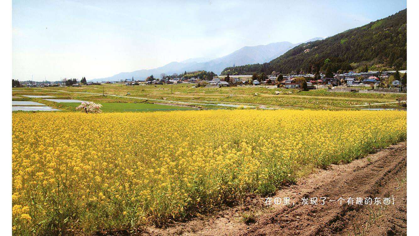 诞生了！菜粉蝶绘本故事第3页