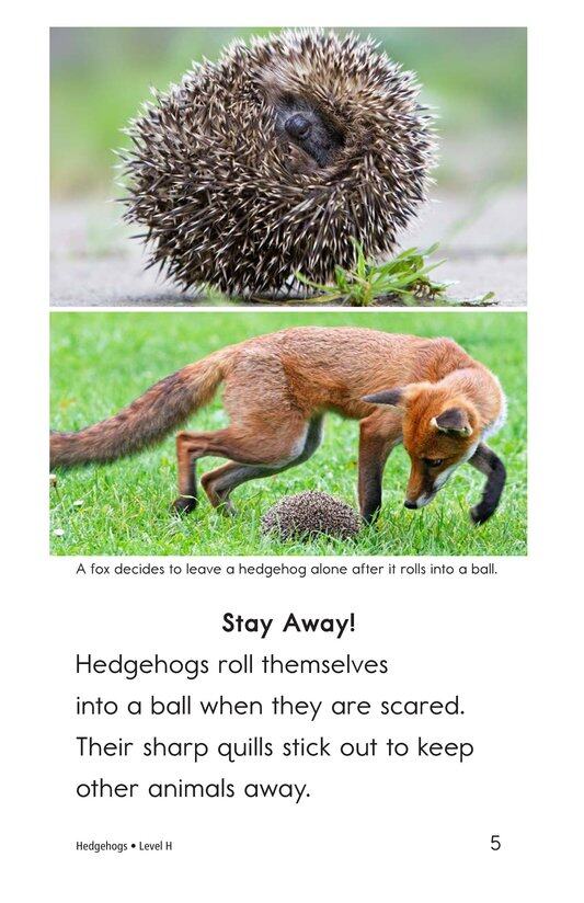 Hedgehogs绘本故事第4页