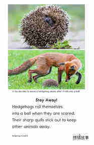 Hedgehogs绘本故事第4页