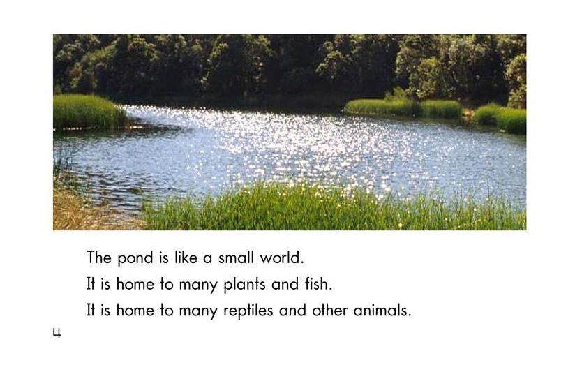 Life at the Pond绘本故事第4页