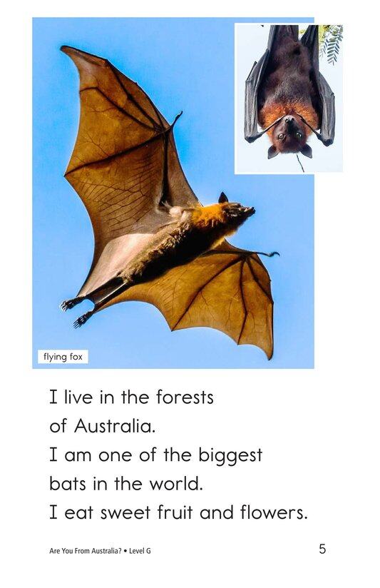 Are You From Australia绘本故事第5页