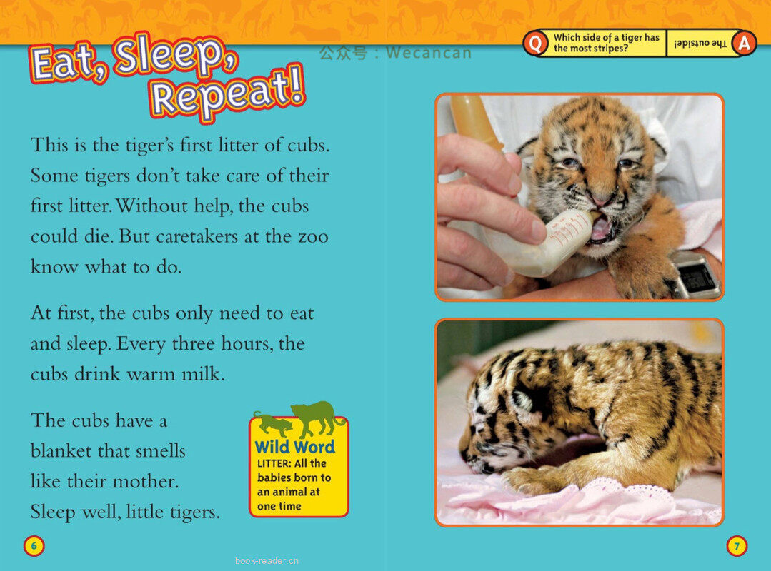 Saving Animal Babies绘本故事第4页