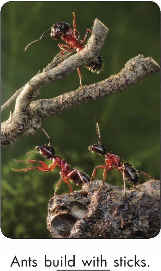 Ants Build绘本故事第5页