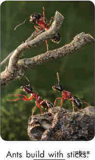 Ants Build绘本故事第5页