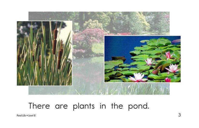 Pond Life绘本故事第3页