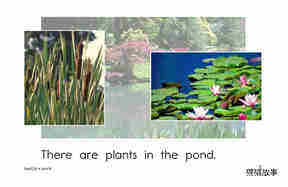 Pond Life绘本故事第3页
