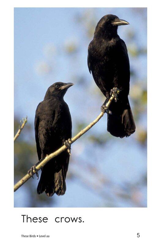 These Birds绘本故事第5页