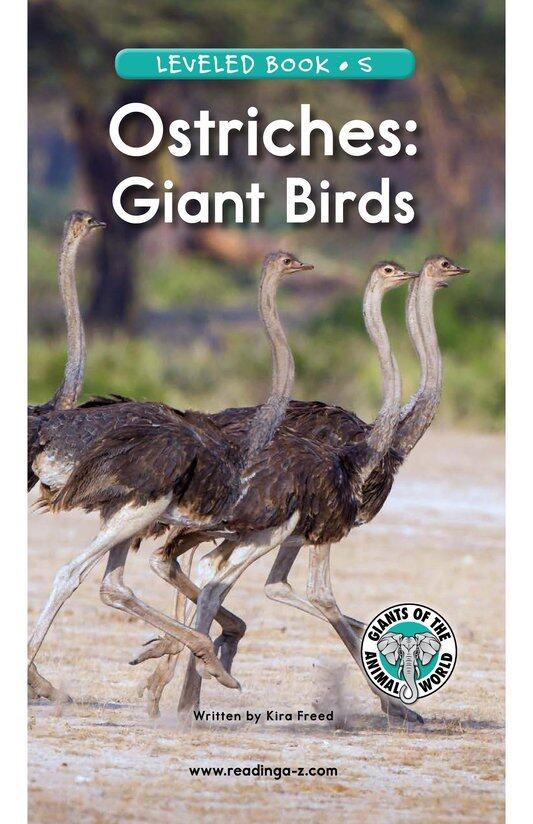 Ostriches Giant Birds绘本故事第2页