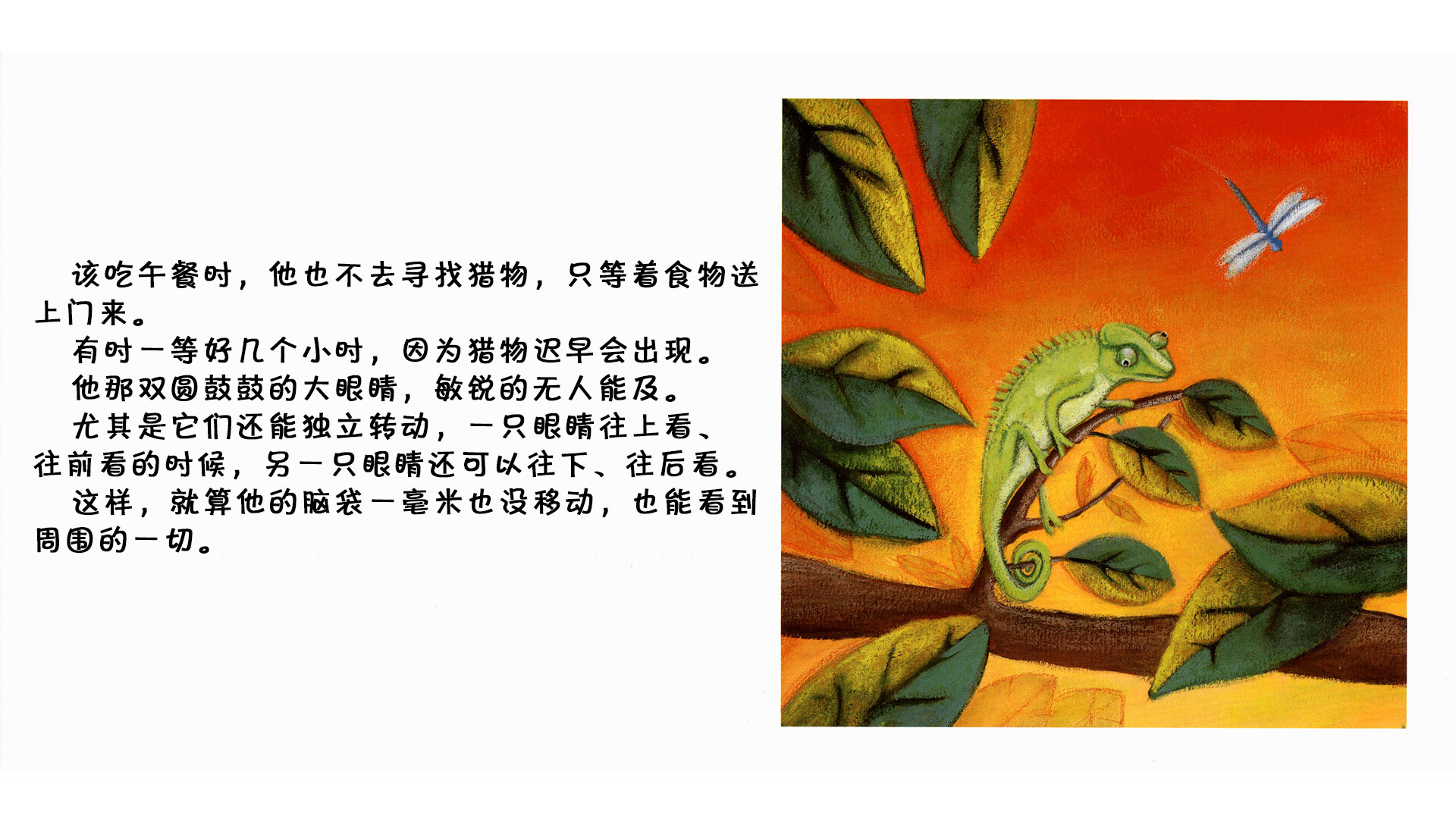 变色龙绘本故事第4页