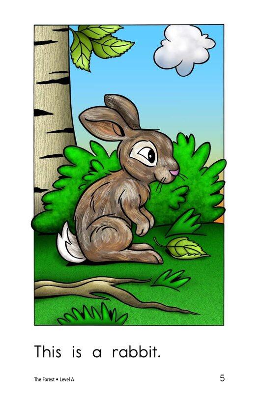 The Forest绘本故事第5页