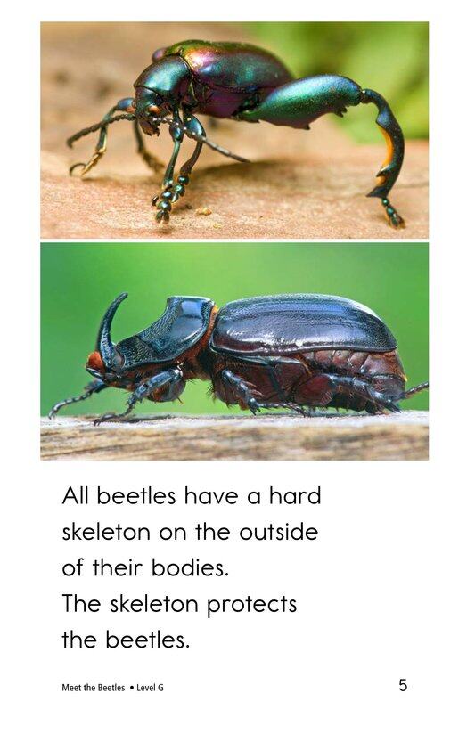 Meet the Beetles绘本故事第5页