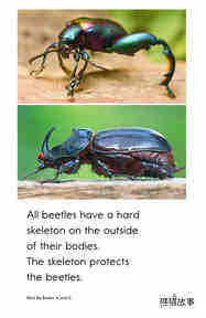 Meet the Beetles绘本故事第5页