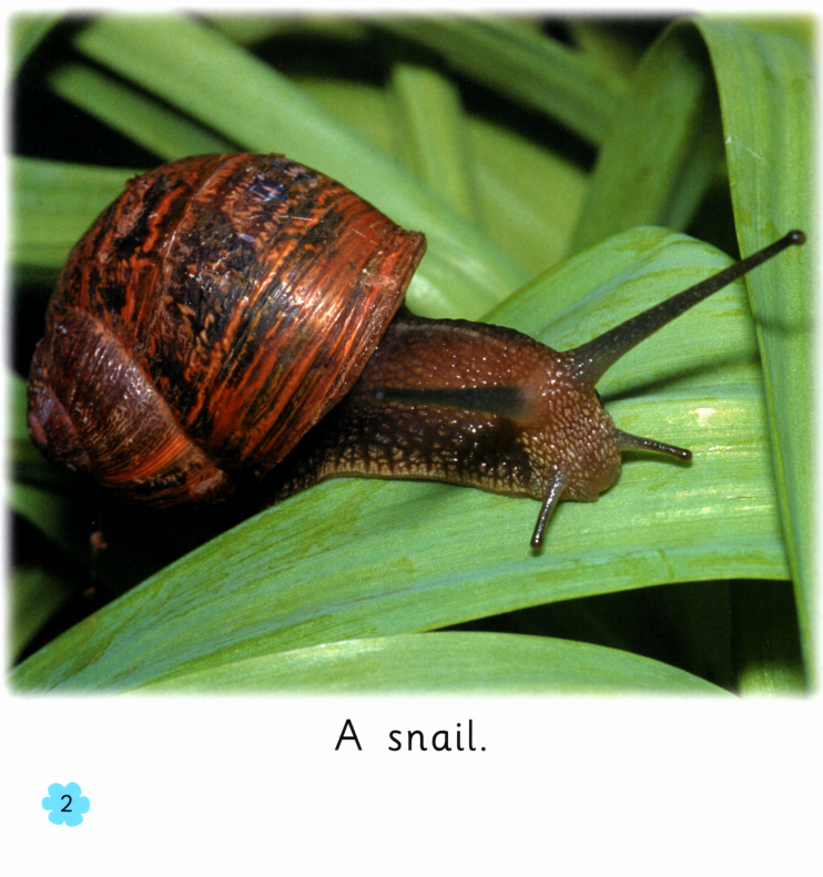 Minibeasts绘本故事第3页