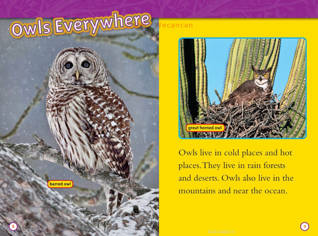 Owls绘本故事第5页
