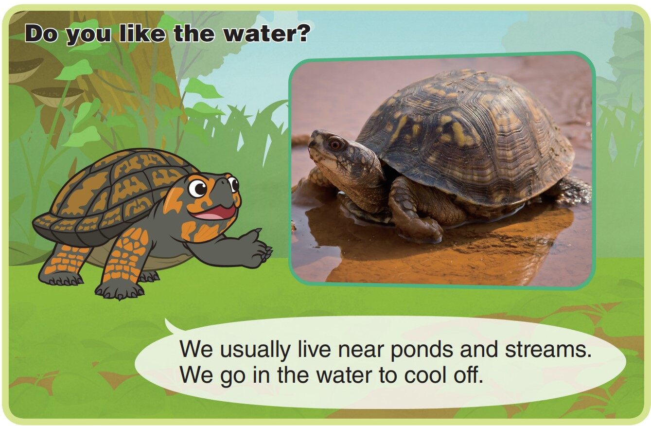 Eastern Box Turtle绘本故事第5页