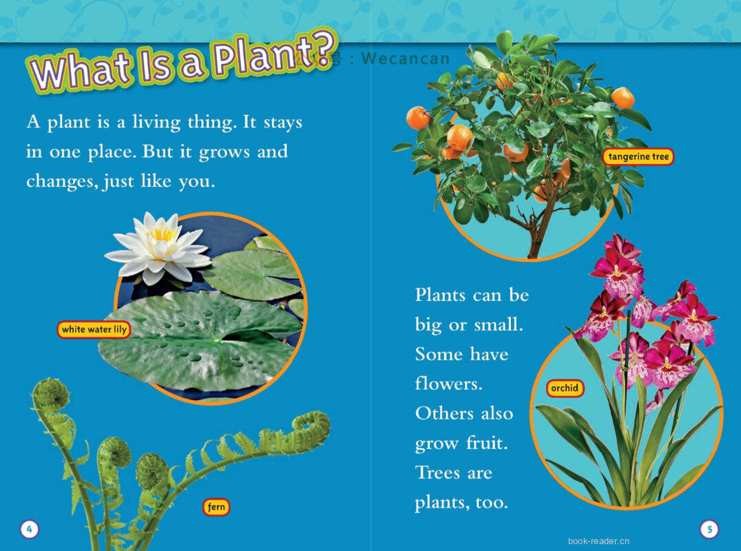 Seed to Plant绘本故事第3页