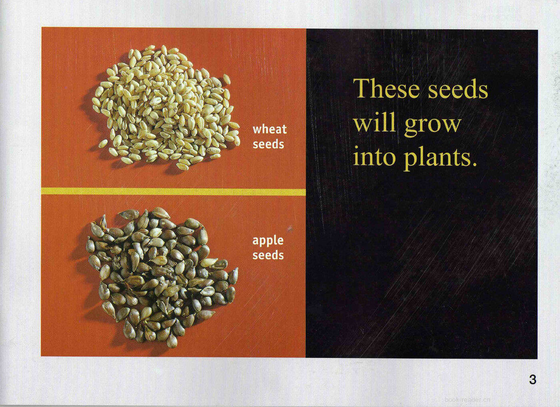 Seeds Grow into Plants绘本故事第4页