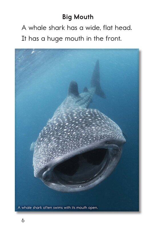Whale Sharks Giant Fish绘本故事第5页