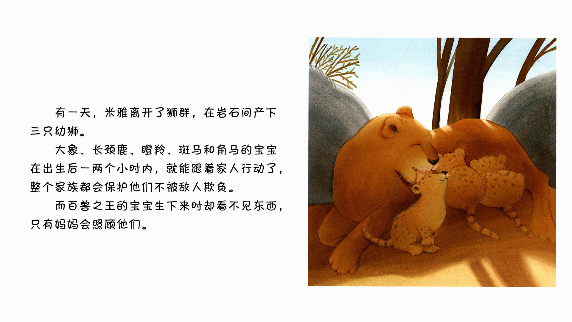 狮子绘本故事第5页