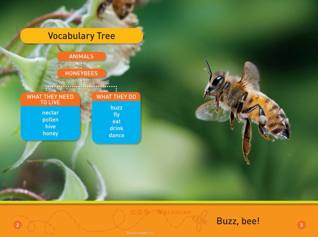 Buzz Bee绘本故事第3页