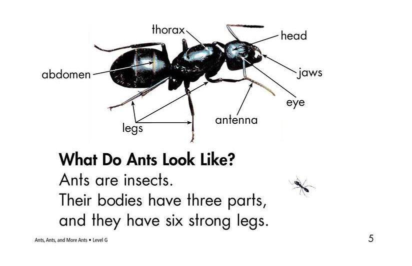 Ants,Ants,and More Ants绘本故事第4页