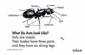 Ants,Ants,and More Ants绘本故事第4页