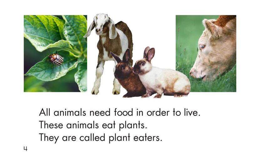 The Food Chain绘本故事第4页