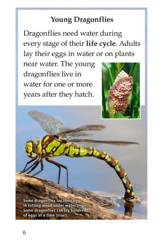 Dragonflies!绘本故事第5页
