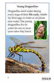 Dragonflies!绘本故事第5页