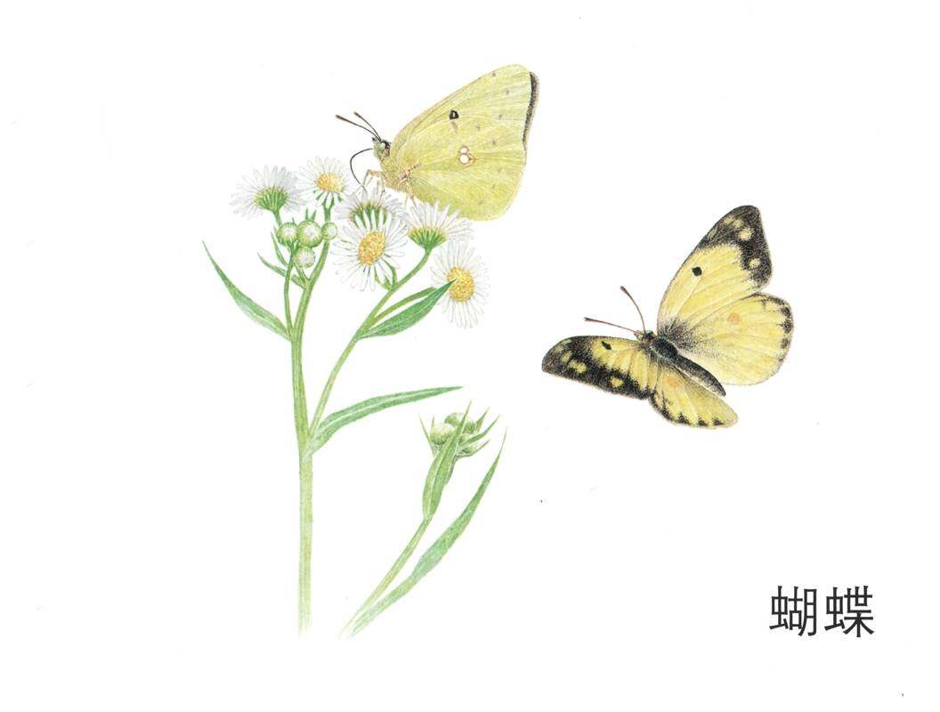 昆虫昆虫你在哪儿绘本故事第3页