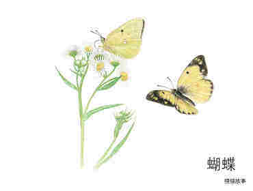 昆虫昆虫你在哪儿绘本故事第3页