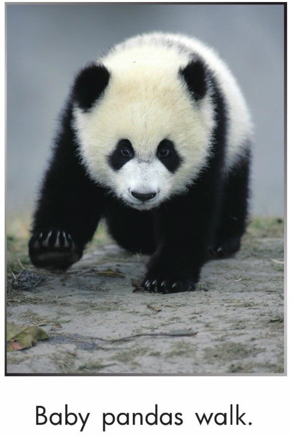 Pandas Grow Up绘本故事第4页