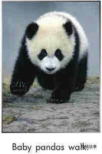 Pandas Grow Up绘本故事第4页